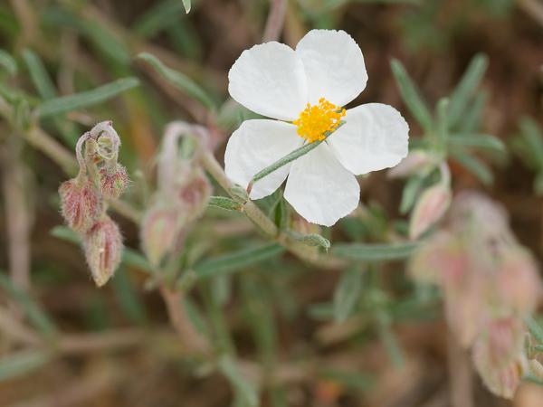 <h3><a href="/trips/ebro/biota/plantae/tracheophyta/magnoliopsida/malvales/cistaceae/helianthemum apenninum/helianthemum apenninum-nl.html">Helianthemum&nbsp;apenninum</a> / White&nbsp;rock‑rose / Wit&nbsp;zonneroosje</h3>OM-1 Mark II met OLYMPUS M.300mm F4.0, 1/2000 sec  bij F4.0, ISO 800, afstand 2.01&nbsp;m